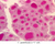 b51 parafollicular cells 40x labeled.jpg