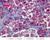 b65 adenohypophysis pituitary 40x trichrome labeled.jpg