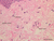 a48 papillary dermis 40x labeled.jpg