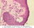 a50b spinosum 40x labeled.jpg