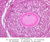 b94 late primary follicle 40x labeled.jpg