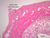 b93 uterine tube 1x labeled.jpg