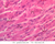 b54 corpus luteum ovary 40x labeled.jpg