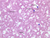 a100 3 blood smear 40x wright labeled.jpg