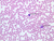a100 11 blood smear 40x wright labeled.jpg
