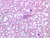 a100 7 blood smear 40x wright labeled.jpg