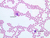 a100 14 blood smear 40x wright labeled.jpg