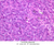 b36b pancreas 40x labeled.jpg