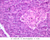 b36 islets of langerhans pancreas 40x labeled.jpg