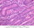 b10 mitotic figures duodenum 40x labeled.jpg
