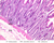 b12 plasma cell intestinal lamina propria 10x labeled.jpg