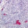 B65, Pituitary, 20x (Trichrome)