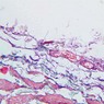A28, Renal Artery and Vein, 20x (AF)