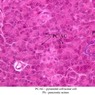 B36, Pancreas (Acinus), 40x Labeled (H&E)