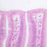 B9, Stomach (Pylorus), 40x (H&E)